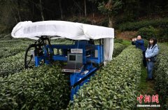 浙江杭州：“AI采茶工”采摘西